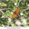 melitaea arduinna1 female1